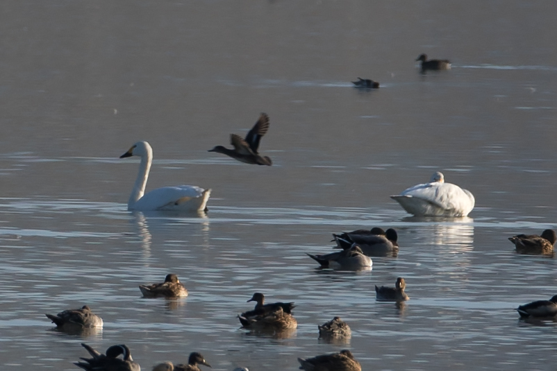 Tundra Swan — Ana fotoğraf